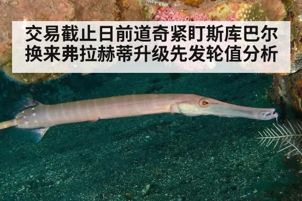 交易截止日前道奇紧盯斯库巴尔换来弗拉赫蒂升级先发轮值分析